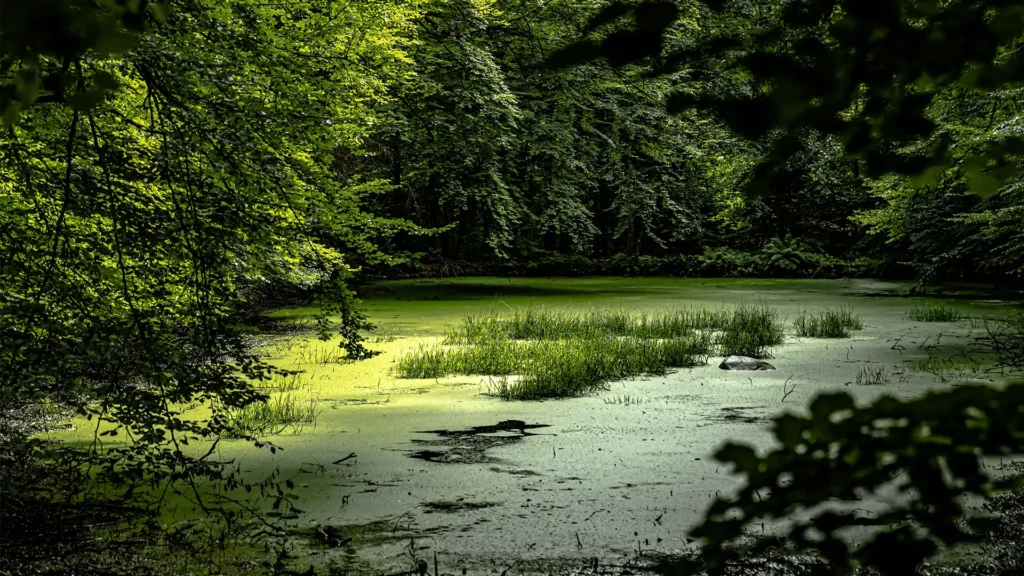 Bioremediation Market Analysis and Forecast, Cover Image by Quadrant Market Insigthts